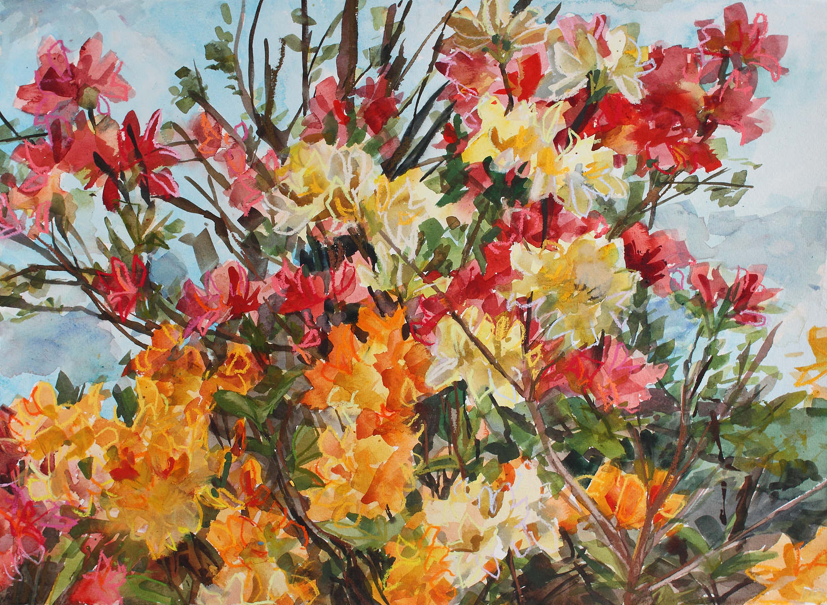 Watercolour painting of azaleas by Shona Barr